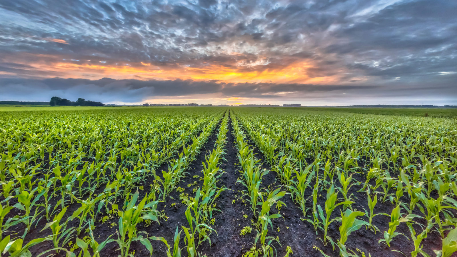 corn